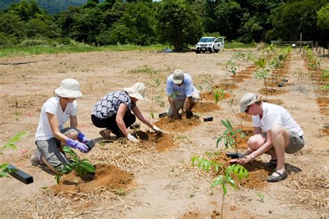 Planting Trees